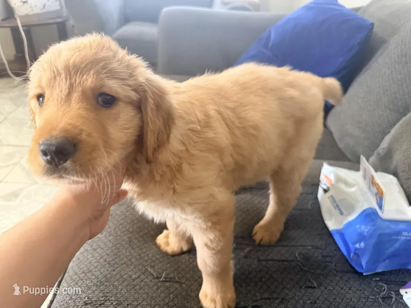 Baby 4 – Golden Retriever puppy for sale in Yuma, AZ