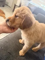 Baby 4, a female Golden Retriever for sale in Yuma, AZ – Photo 3 of 5