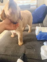 Baby 4, a female Golden Retriever for sale in Yuma, AZ – Photo 4 of 5