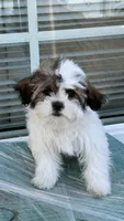Oreo, a male Shih Tzu for sale in Long Beach, CA – Photo 3 of 6