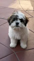 Oreo, a male Shih Tzu for sale in Long Beach, CA – Photo 4 of 6