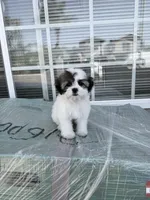 Oreo, a male Shih Tzu for sale in Long Beach, CA – Photo 6 of 6