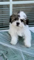 Oreo, a male Shih Tzu for sale in Long Beach, CA – Photo 5 of 6