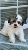 Oreo, a male Shih Tzu for sale in Long Beach, CA – Photo 2 of 6