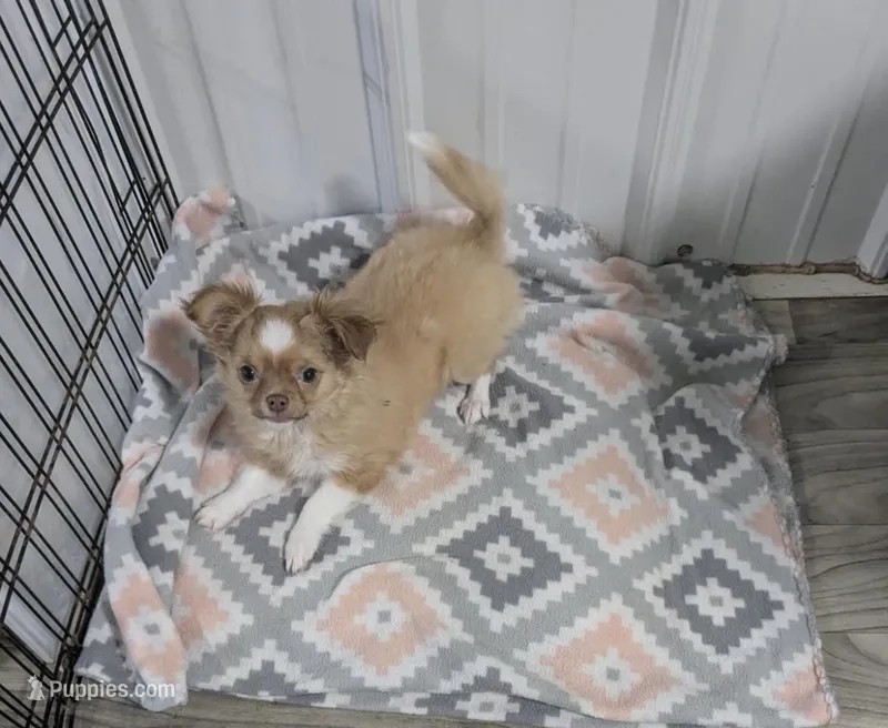 Princessa, a female Chihuahua for sale in Springdale, AR – Photo 1 of 1