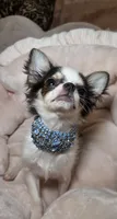Zane , a male Chihuahua for sale in New Boston, NH – 5 of 7