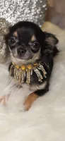 Tiki, a female Chihuahua for sale in New Boston, NH – 8 of 10