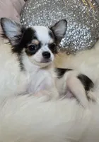 Zane , a male Chihuahua for sale in New Boston, NH – 2 of 7