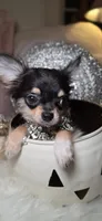 Rottie, a male Chihuahua for sale in New Boston, NH – 5 of 8