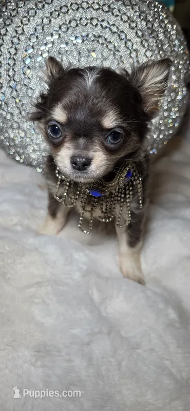 Grayson – Chihuahua puppy for sale in New Boston, NH