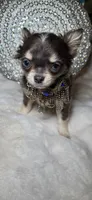Grayson, a male Chihuahua for sale in New Boston, NH – 1 of 9