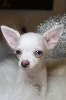 Rufus , a male Chihuahua for sale in New Boston, NH – 2 of 3