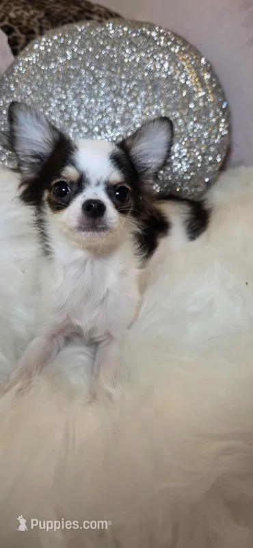 Zane  – Chihuahua puppy for sale in New Boston, NH