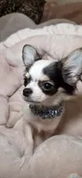 Zane , a male Chihuahua for sale in New Boston, NH – 7 of 7
