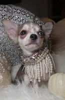 Marcy, a female Chihuahua for sale in New Boston, NH – 3 of 6