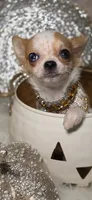 Molly, a female Chihuahua for sale in New Boston, NH – 3 of 10