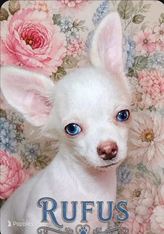 Rufus  – Chihuahua puppy for sale in New Boston, NH