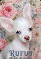 Rufus , a male Chihuahua for sale in New Boston, NH – 1 of 3