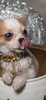 Molly, a female Chihuahua for sale in New Boston, NH – 10 of 10