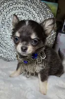 Grayson, a male Chihuahua for sale in New Boston, NH – 7 of 9