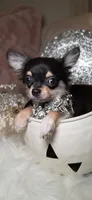 Rottie, a male Chihuahua for sale in New Boston, NH – 4 of 8