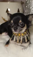Tiki, a female Chihuahua for sale in New Boston, NH – 10 of 10