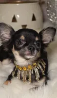 Tiki, a female Chihuahua for sale in New Boston, NH – 4 of 10