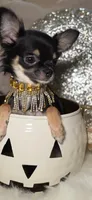 Tiki, a female Chihuahua for sale in New Boston, NH – 5 of 10