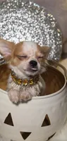 Molly, a female Chihuahua for sale in New Boston, NH – 9 of 10