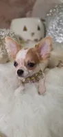 Molly, a female Chihuahua for sale in New Boston, NH – 2 of 10