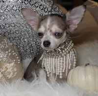 Marcy, a female Chihuahua for sale in New Boston, NH – 6 of 6