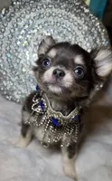 Grayson, a male Chihuahua for sale in New Boston, NH – 3 of 9