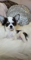 Zane , a male Chihuahua for sale in New Boston, NH – 3 of 7