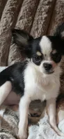 Marvin , a male Chihuahua for sale in New Boston, NH – 8 of 8