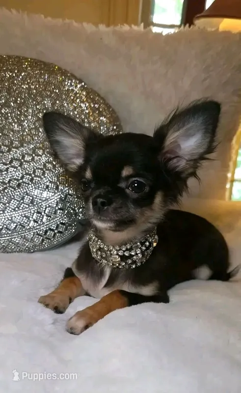 Tiki – Chihuahua puppy for sale in New Boston, NH