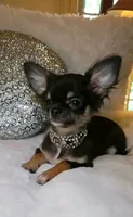Tiki, a female Chihuahua for sale in New Boston, NH – 1 of 1