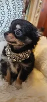 Rottie, a male Chihuahua for sale in New Boston, NH – 3 of 5