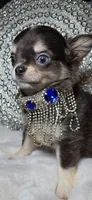 Grayson, a male Chihuahua for sale in New Boston, NH – 4 of 9