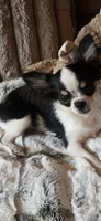 Marvin , a male Chihuahua for sale in New Boston, NH – 4 of 8