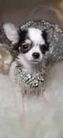 Zane , a male Chihuahua for sale in New Boston, NH – 3 of 5