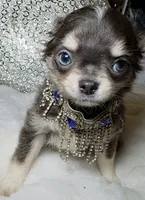 Grayson, a male Chihuahua for sale in New Boston, NH – 2 of 9