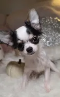 Zane , a male Chihuahua for sale in New Boston, NH – 2 of 5
