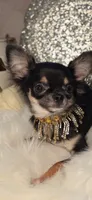 Tiki, a female Chihuahua for sale in New Boston, NH – 7 of 10