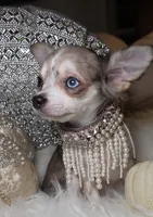 Marcy, a female Chihuahua for sale in New Boston, NH – 2 of 6