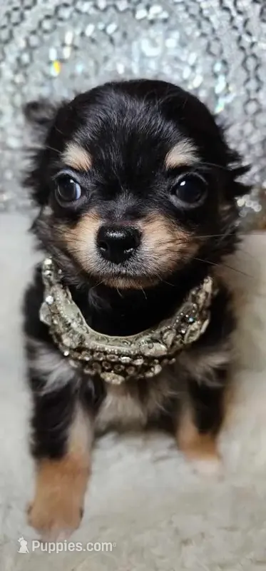 Rottie – Chihuahua puppy for sale in New Boston, NH