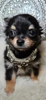 Rottie, a male Chihuahua for sale in New Boston, NH – 4 of 5