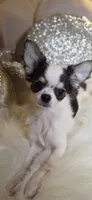 Zane , a male Chihuahua for sale in New Boston, NH – 5 of 5