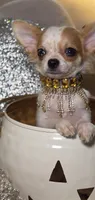 Molly, a female Chihuahua for sale in New Boston, NH – 5 of 10