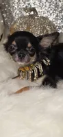 Tiki, a female Chihuahua for sale in New Boston, NH – 9 of 10