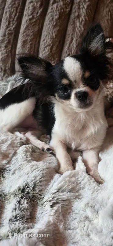 Marvin  – Chihuahua puppy for sale in New Boston, NH
